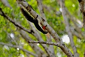 Prevost' squirrel on a branch - Taman Negara Malaysia