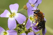 Solitary Bees on sand rock cress - Vosges du Nord France