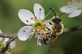 Mining Bee on Blackthorn flower - Vosges du Nord France 