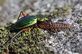 Ground beetle eating a centipede - Vosges du Nord France