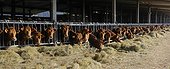 Limousin cows eating hay - Vosges du Nord France