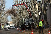 Pruning trees in the city center - Provence France