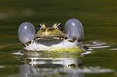 Portrait de Grenouille rieuse mâle dans un bassin - France