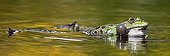 Grenouille rieuse mâle nageant dans un bassin - France