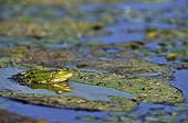 Green frog on lily leaf yellow - France 