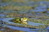 Grenouille verte chantant sur feuille de Nénuphar - France
