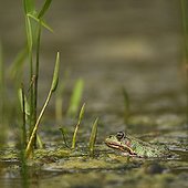 Green frog in a pond - France 