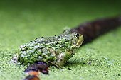 Green frog and duckweed in a pond - France ; on a floating water lily rhizome