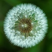 Dandelion seeds - Prairie Fouzon France