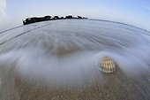 Shell on the beach at Green-Wood - Ile d'Oleron France 