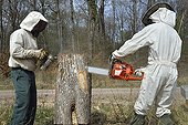 Retrieving forest Bees installed in Oak - France ; Oak cutted during a cut in a plot.<br>Transfer work in a beehive.