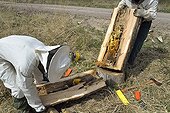 Retrieving forest Bees installed in Oak - France ; Oak cutted during a cut in a plot.<br>Transfer work in a beehive.