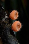 Mushroom-shaped cut in the forest - French Guiana