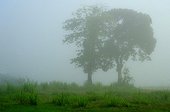 Mango and almond in the mist - French Guiana 