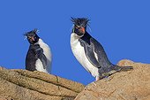Southern Rockhopper penguins - Falklands Saunders Island