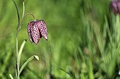 Common Fritillary  flower - France