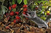Young Fat Dormouse eating Rosehips - France
