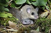 Fat Dormouse female and young - France 