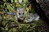 Fat Dormouse and young eating Hornbeam samaras  - France