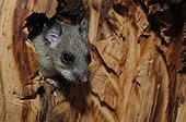Fat Dormouse in its nest in a hollow tree - France