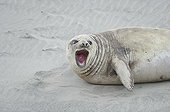 FemaleSouthern Elephant Seal on sand - Argentina 