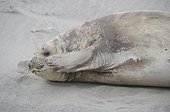 FemaleSouthern Elephant Seal on sand - Argentina 