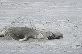 Female Southern Elephant Seal and young on sand - Argentina 