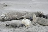 Southern Elephant Seals on sand - Argentina
