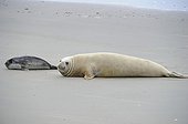 Southern Elephant Seal male and young on sand - Argentina 