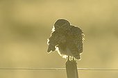 Burrowing Owl grooming on a pod - Argentinian Patagonia