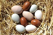 Eggs of different breeds of hens in the straw - France  ; red: Marans breed<br>aquamarine: Araucana breed<br>white: Houdan breed<br>pink: Isa Brown breed 