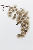 Giant goldenrod seeds in white background