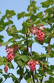 Blood currant in bloom in a garden