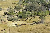 Aerial view of African Buffaloes - Okavango Delta Botswana