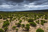 Fynboss under the clouds - Cederberg Mountains of South Africa  ; Salmanslaagte Bushman Rock Art Trail