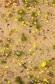 Wildflowers - Cederberg Mountains of South Africa ; Salmanslaagte Bushman Rock Art Trail