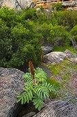 Wildflowers - Cederberg Mountains of South Africa ; Salmanslaagte Bushman Rock Art Trail