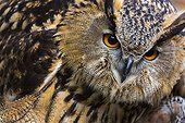 Portrait of Eurasian Eagle-owl - Cantabria Spain 