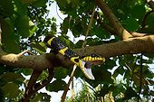 Mangrove snake on a branch - Malaysia