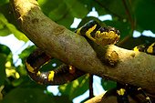 Mangrove snake on a branch - Malaysia