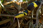 Portrait of Mangrove snake - Malaysia