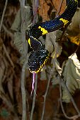 Portrait of Mangrove snake - Malaysia
