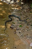 Mangrove snake crawling on the ground - Malaysia 