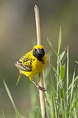 Layard's Weaver male on reed - Kruger South Africa