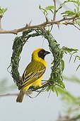 Layard's Weaver male on his nest - Kruger South Africa 