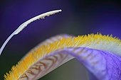 Purple iris bloom in spring in an organic garden - France