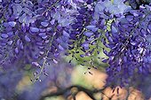 Wisteria bloom in spring in an organic garden - France