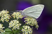 Large white on Alexanders blooming in a garden - France