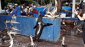 Brown Pelicans and Sea Lion on a dock - Galapagos ; fish market 