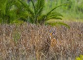 Puku in tall grass - Kasanga Zambia 